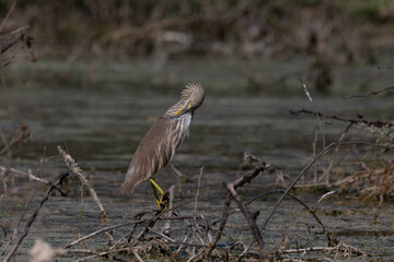 A striated heron standing alert in a wetland environment. The herons camouflage plumage blends with the muted tones of the water and surrounding vegetation as it stand patiently.