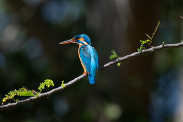 A vibrant Blue eared kingfisher beautifully perched in a single branch with leaves delicately on a stem amidst lush green background.
