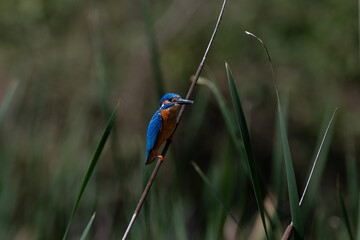A vibrant Blue eared kingfisher perched delicately on a stem amidst lush green background.