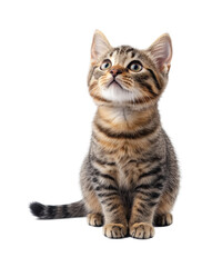 Obraz premium Playful kitten posing on adorable animal portrait isolated on transparent background png