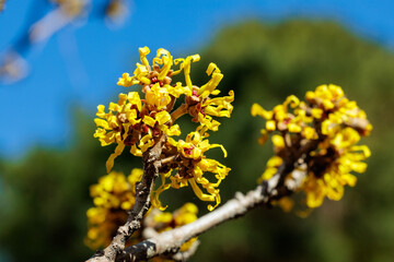 Yellow Hamamelis intermedia ’Angelly’ buds blooming in early spring.