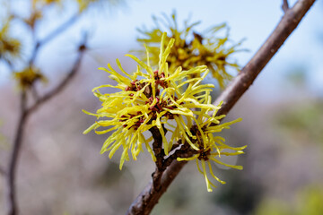 Hamamelis intermedia ’Arnold Plomise’ with yellow flowers that bloom in early spring.