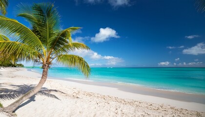 Obraz premium Palm Tree on Seven Mile Beach