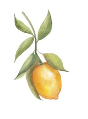 Lemon sprig with fruits and leaves in watercolor on a white background
