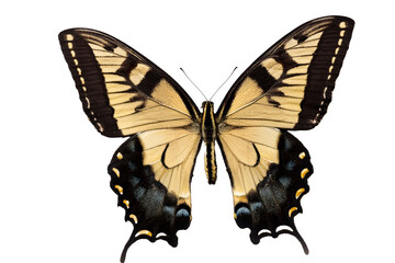 Obraz premium Swallowtail butterfly with spread wings