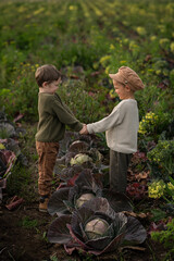 Two young boys in vintage-style clothes stand in a cabbage field with a basket and a small shovel,...