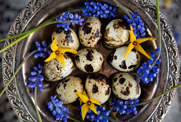 Jajka przepiórki. Wielkanoc © mycatherina