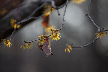 Witch Hazel, Hamamelis virginiana. Yellow and burgundy inflorescences. selective focus. Hamamelis or witch hazel flower in bloom.