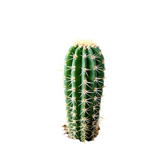 Naklejka premium a tall, green columnar cactus with numerous sharp spines isolated on a white background.