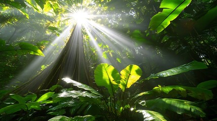 Sunlight filtering through the lush canopy of a tropical rainforest.