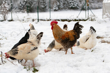 Poule et coq en liberté se promenant dans la cour du poulailler, le sol recouvert de neige, en hiver.