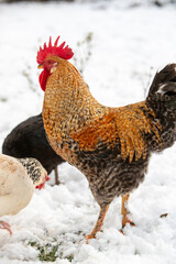 Poule et coq en liberté se promenant dans la cour du poulailler, le sol recouvert de neige, en hiver.