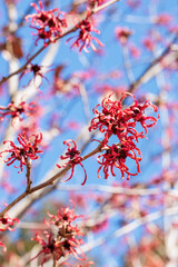 Hamamelis intermedia &rsquo;Diane&rsquo; with red flowers that bloom in early spring.