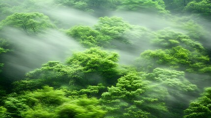 Lush green forest shrouded in misty ambiance.
