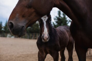 Close up of a Adorable foal with his mother on the farm.