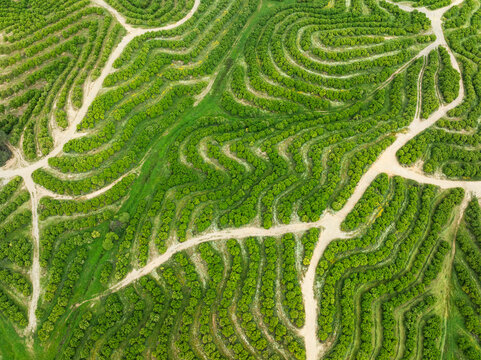Aerial view of orange trees in geometric patterns on terraces, Nerva, Huelva, Spain.