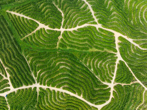 Aerial view of orange trees in lush plantation with beautiful patterns, Nerva, Huelva, Spain.