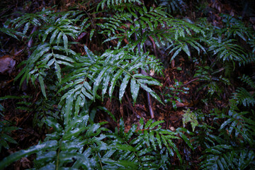 山中の雨に濡れたみずみずしい葉