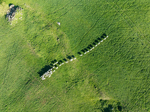 Aerial view of sheep grazing in a green pasture surrounded by beautiful countryside, Montecorto, Malaga, Spain.