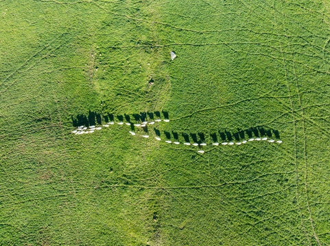 Aerial view of a tranquil flock of sheep grazing on lush green pasture, Montecorto, Malaga, Spain.