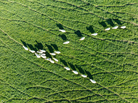 Aerial view of a flock of sheep grazing in a lush green field, Montecorto, Malaga, Spain.