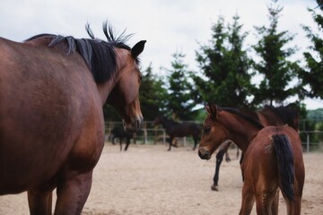 Beautiful horses with a little foal walking on the farm.