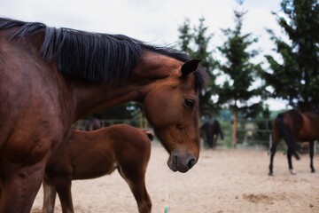 Obraz premium Adorable horse with a little foal on the farm.