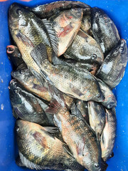 fresh fish on the market