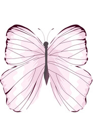 Butterfly Illustration 