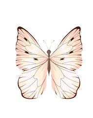 Butterfly Illustration 