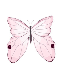 Butterfly Illustration 