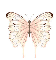 Butterfly Illustration 