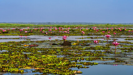 Scenic beautiful view nature of Red Lotus Lake. Pink water lilies nymphaeaceae blooming on the lake. Nature of beautiful red lotus marine of Thailand. Beautiful pink lotus flowers in lake of lotus.