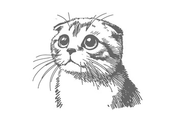 Scottish Fold Cat Hand Drawn Illustration Sketch Vector Isolated for Graphic Resource
