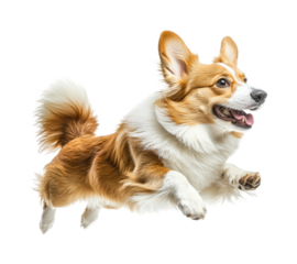 Joyful corgi dog in action at a playful park environment isolated on transparent background png
