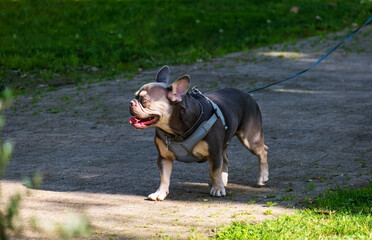 French Bulldog on Leash Enjoying a Sunny Walk in the City Park