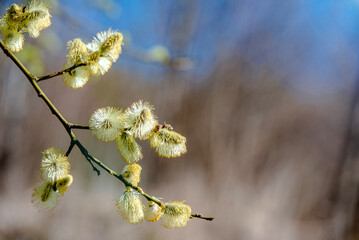Blossoming willow in the early spring on a background of blue sky
