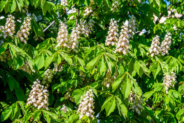 blooming chestnut tree at sunset
