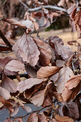 Scenery of dead witch hazel leaves in early spring.