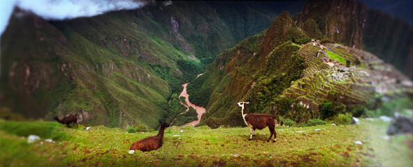 Panoramic view of Alpacas (Vicugna pacos) on a mountain with an archaeological site in the background, Inca Ruins, Machu Picchu, Cusco Region, Peru.