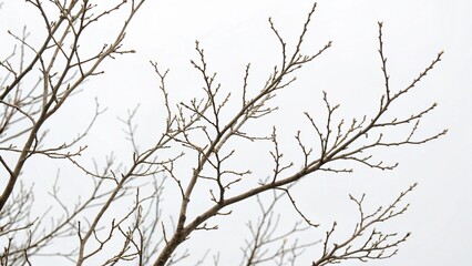 Bare branches on white background