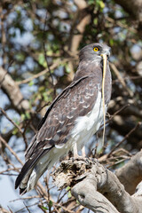 Circaète / circaetus