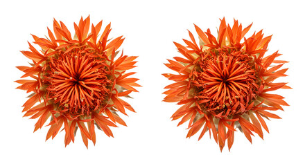 Two dried safflower blooms showing vibrant orange filaments on transparent background