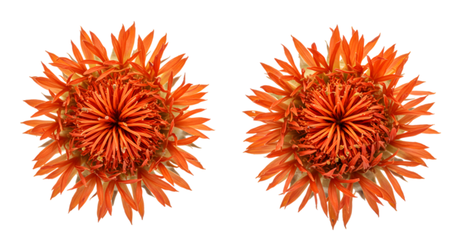 Two dried safflower blooms showing vibrant orange filaments on transparent background