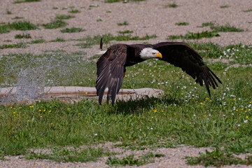 Pygargue à tête blanche