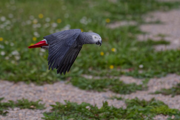 Gris du Gabon