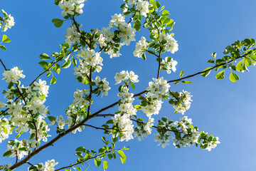 Branch of blossoming apple tree flowers at springtime.