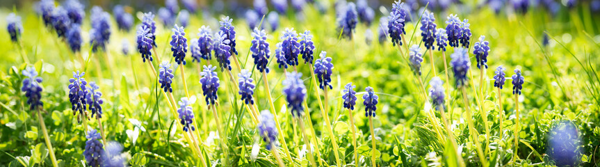 Obraz premium Blooming purple grape hyacinths in flower meadow. Flowers and garden in springtime. Horizontal sunny background for gardening and environment. 