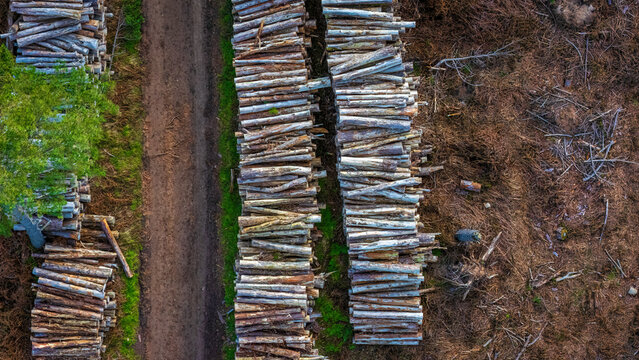 Aerial view of logs and wood piles along a woodland path in John Muir Country Park, East Lothian, Scotland, United Kingdom.