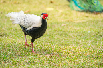 beautiful silver pheasant at horizontal composition